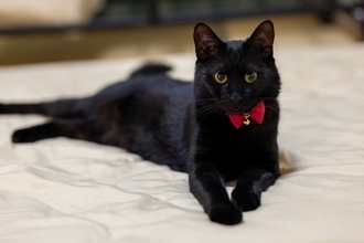 世界各地に存在している『猫の神様』3選　人々が猫を崇めた理由もご紹介