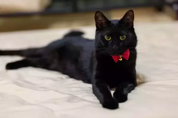 世界各地に存在している『猫の神様』3選　人々が猫を崇めた理由もご紹介