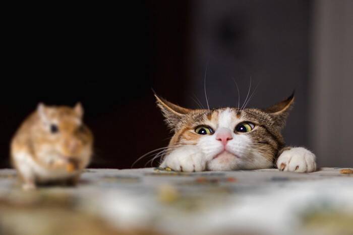 世界各地に存在している『猫の神様』3選　人々が猫を崇めた理由もご紹介