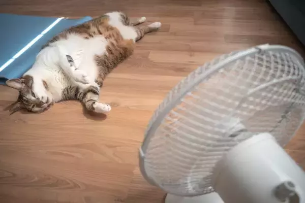 猫に対してやってはいけない『暑さ対策』４つ　逆効果になる理由から正しい乗り切り方まで