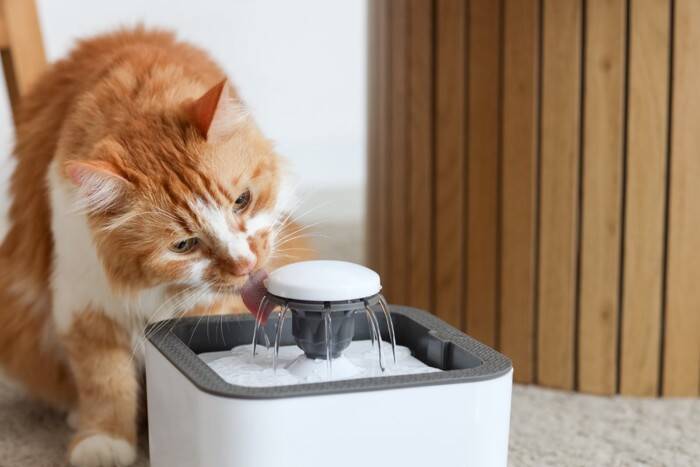 猫に対してやってはいけない『暑さ対策』４つ　逆効果になる理由から正しい乗り切り方まで
