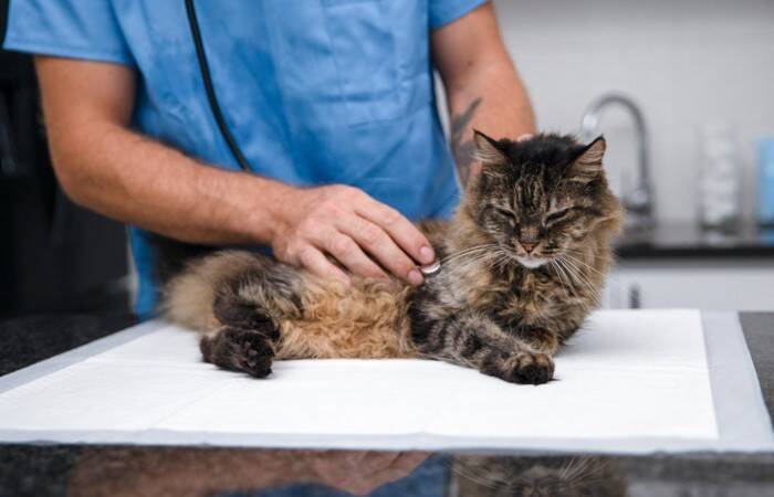 猫に対してやってはいけない『暑さ対策』４つ　逆効果になる理由から正しい乗り切り方まで