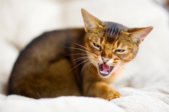 猫のことを『正しく怖がるべき』理由4つ　起こりうるトラブルや関わり方のポイント