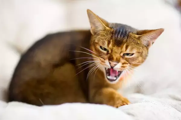 猫のことを『正しく怖がるべき』理由4つ　起こりうるトラブルや関わり方のポイント