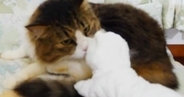 退屈そうにしていた元ボス猫→白猫のおもちゃを持っていってみると…ほっこりする光景が12万再生「賢いし優しい」「パンチすると思ったｗ」