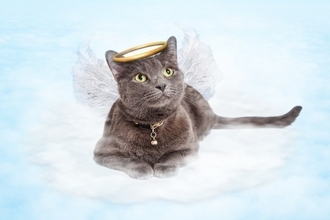 愛猫を『亡くしたあと』に飼い主がすべきこと3つ　後悔のない最期を過ごすために…