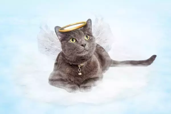 愛猫を『亡くしたあと』に飼い主がすべきこと3つ　後悔のない最期を過ごすために…