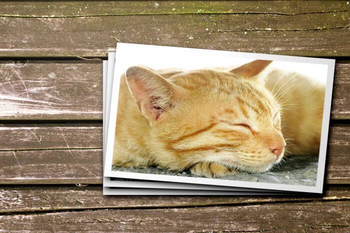愛猫を『亡くしたあと』に飼い主がすべきこと3つ　後悔のない最期を過ごすために…