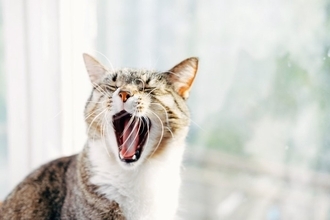 猫から『バカにされている』と感じる瞬間5選　本当に思っているの？考えられる心理も解説