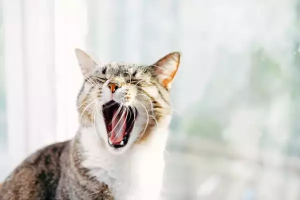 猫から『バカにされている』と感じる瞬間5選　本当に思っているの？考えられる心理も解説