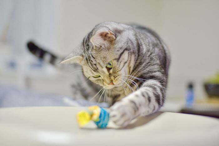 猫から『バカにされている』と感じる瞬間5選　本当に思っているの？考えられる心理も解説