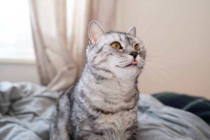 猫から『バカにされている』と感じる瞬間5選　本当に思っているの？考えられる心理も解説