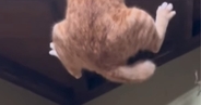 天井のカメラが気になる猫→頑張って登ろうとした結果…笑ってしまう展開が27万再生「猫も筋トレするのかとｗ」「可愛いにもほどがあるｗ」