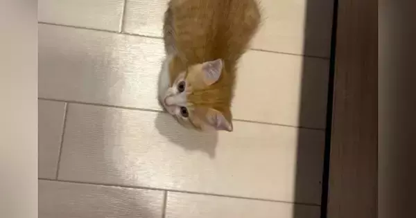 爆睡中の子猫のそばを離れた飼い主→気づいたら『足元』にいて…キュンとくる光景が104万再生「なんだただの天使か」「甘やかしたくなる」