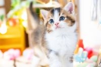 猫のことを『腹黒いなあ』と感じる瞬間4選　つい応えてしまう愛猫のあざとい行動とは