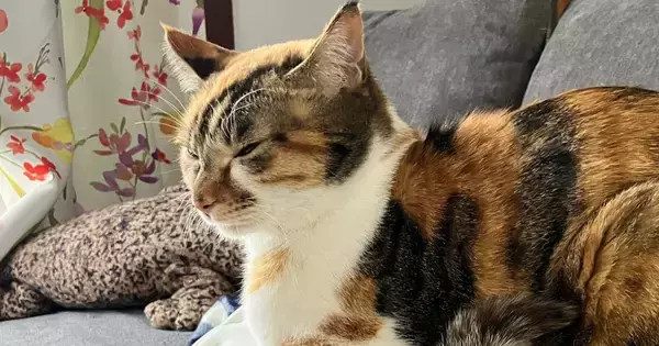 『猫がうとうとしているだけの平和な光景』かと思いきや…『衝撃の事実』に４万いいねの反響「こえでたｗｗ」「温めてあげようという優しさ」