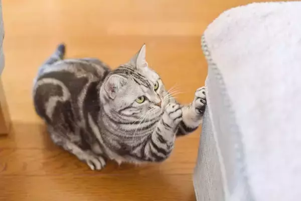 猫と暮らすなら欠かせない『家具を守る』ための対策3つ　よくあるトラブルや上手な向き合い方も