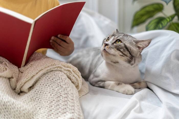 猫と暮らすなら欠かせない『家具を守る』ための対策3つ　よくあるトラブルや上手な向き合い方も