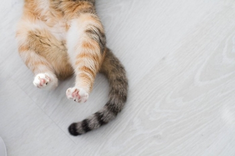 猫の『本音』を見抜くためのチェックポイント6つ　何気ないサインの意味や正しく読み取るコツ