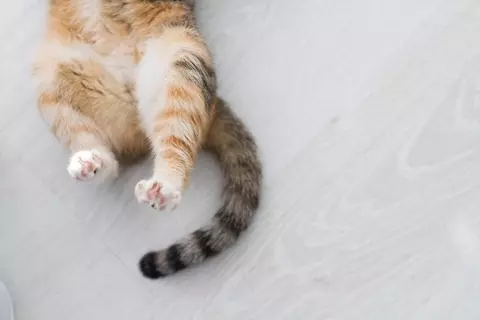猫の『本音』を見抜くためのチェックポイント6つ　何気ないサインの意味や正しく読み取るコツ