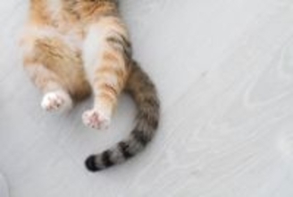 猫の『本音』を見抜くためのチェックポイント6つ　何気ないサインの意味や正しく読み取るコツ