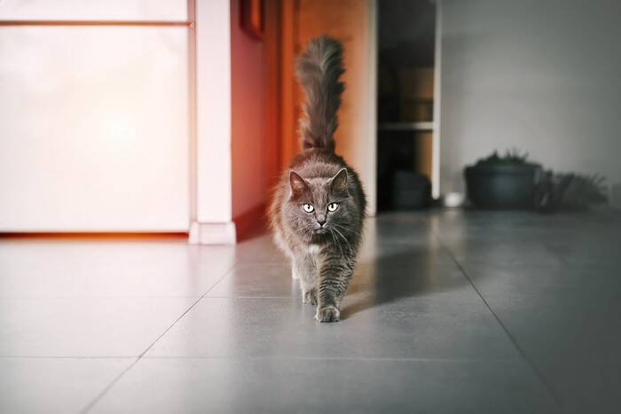 猫の『本音』を見抜くためのチェックポイント6つ　何気ないサインの意味や正しく読み取るコツ