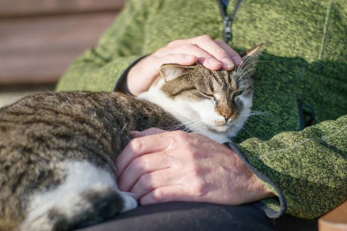 猫が『ハイシニア』になると起こる変化6つ　何歳から超高齢になるの？飼い主ができるサポートまで