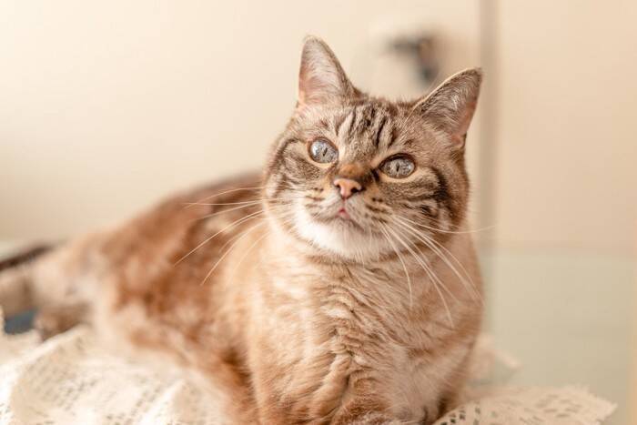 猫が『ハイシニア』になると起こる変化6つ　何歳から超高齢になるの？飼い主ができるサポートまで