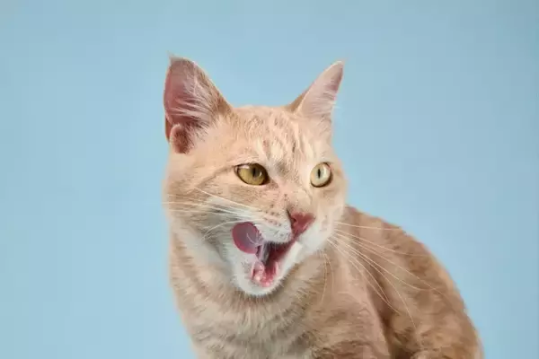 よだれ？違和感？猫の『口の異変』で確認すべき3つのこと【獣医師執筆】