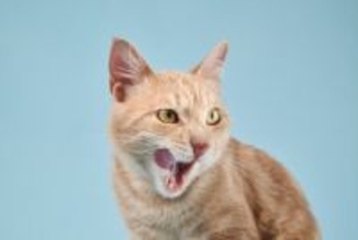 よだれ？違和感？猫の『口の異変』で確認すべき3つのこと【獣医師執筆】