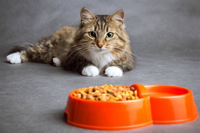 よだれ？違和感？猫の『口の異変』で確認すべき3つのこと【獣医師執筆】