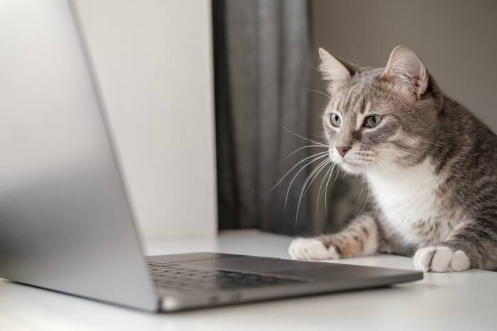 よだれ？違和感？猫の『口の異変』で確認すべき3つのこと【獣医師執筆】