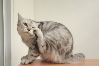 猫のカラダに発生する『白い粉』の原因3つ　気になる正体とは？正しい対処法まで解説