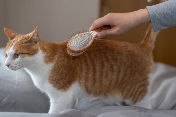 猫のカラダに発生する『白い粉』の原因3つ　気になる正体とは？正しい対処法まで解説