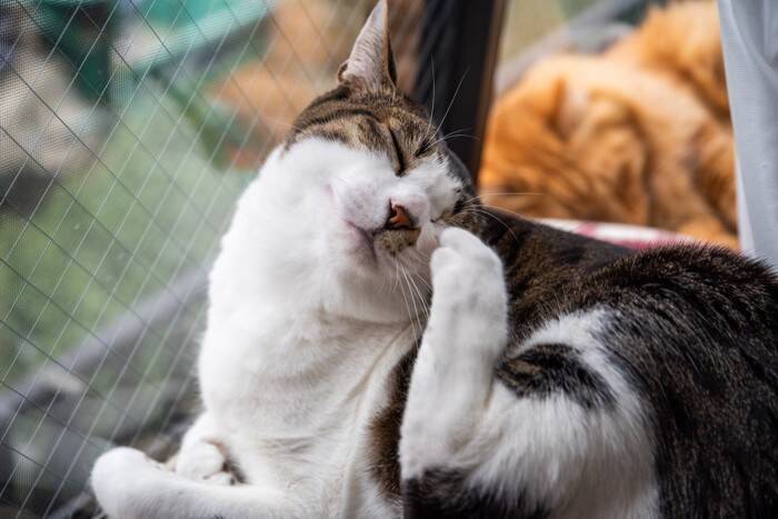 猫のカラダに発生する『白い粉』の原因3つ　気になる正体とは？正しい対処法まで解説