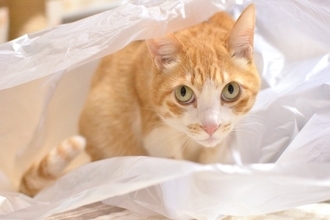 猫が『袋の中に入りたがる』4つの理由　なぜ興味を示すの？安全対策のポイントも