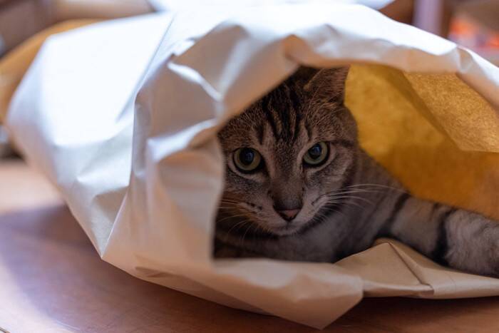 猫が『袋の中に入りたがる』4つの理由　なぜ興味を示すの？安全対策のポイントも