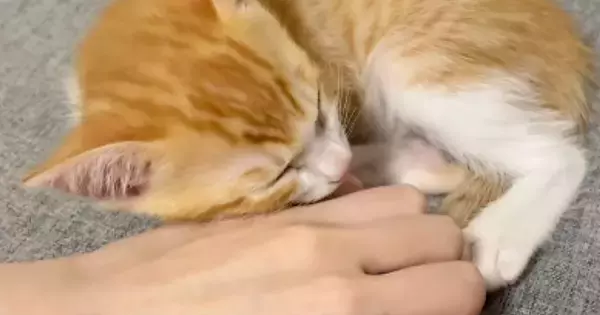 手の上で眠る子猫→飼い主がそっと手を離すと…『離れたくない様子』が尊すぎると372万再生「とっても甘えん坊さん」「何回でも見ちゃう」