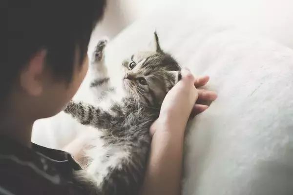 「6歳以下の子どもは猫を虐待する傾向がある」　ショッキングなデータを受けて、保護団体が防止キャンペーンを展開中　英国