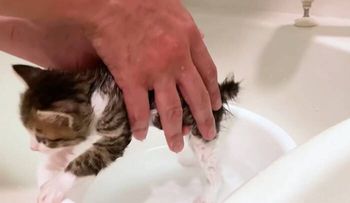 『保護子猫を初めてのお風呂』に入れてみたら…尊さ限界突破の光景が15万5000再生「鬼の可愛さ」「助けてくれてありがとう」と反響