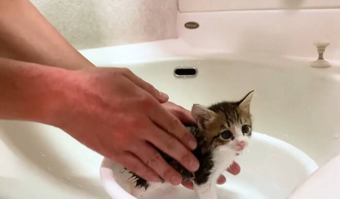 『保護子猫を初めてのお風呂』に入れてみたら…尊さ限界突破の光景が15万5000再生「鬼の可愛さ」「助けてくれてありがとう」と反響