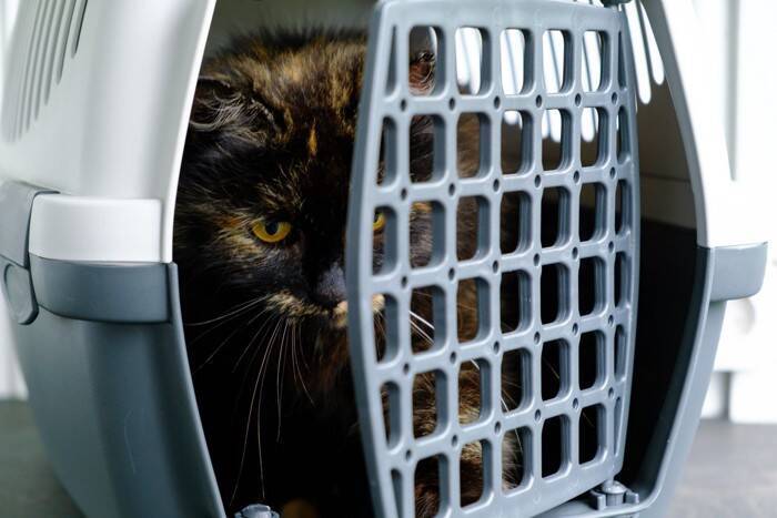 猫を迎えた初日に『するべきこと、すべきでないこと』　良い関係を築いていくために