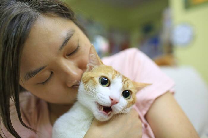 猫を迎えた初日に『するべきこと、すべきでないこと』　良い関係を築いていくために
