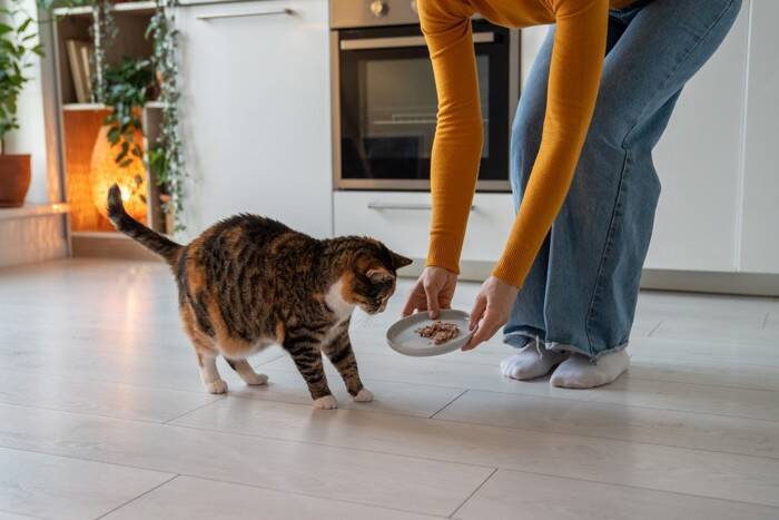 猫を迎えた初日に『するべきこと、すべきでないこと』　良い関係を築いていくために