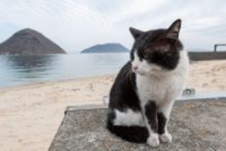 晴れて「まちの公認アイドル」になった白黒猫は、きょうも地元を巡回中　英国