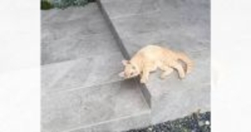 家に帰ると、玄関前で『野良の子猫』が…まさかの出会いと『素敵な結末』が24万再生「優しい方に出会えてよかった」「NNNなのかなｗ」