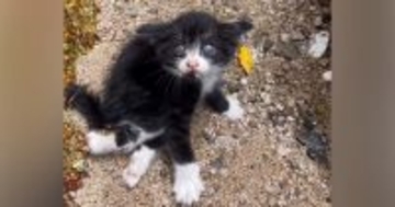 海辺で出逢った"下半身が動かない子猫"…保護された光景に涙が止まらないと1332万再生「命を救ってくれてありがとう」「よく頑張った」