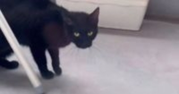 冷え込んできた頃、ベランダに来るようになった『やせ細った野良猫』…保護された後に見せた『表情』に「全然違う」「愛だね」と感動の声