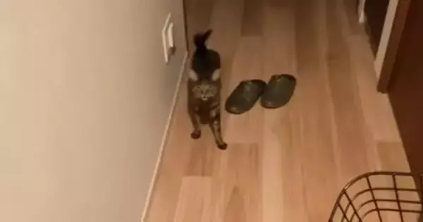 帰宅すると、お出迎えしてくれた『猫』→名前を呼んだら……驚くべき『鳴き声』が69万再生「何万回でも聞けるｗ」「想像以上でむせたｗ」