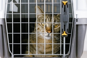 「高齢で病気になり、これ以上飼えない」悲しい手紙とともにペットショップ前に捨てられた猫　　中国